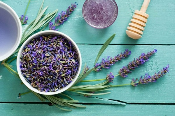 قیمت خرید گل گاوزبان دمنوش + فروش ویژه
